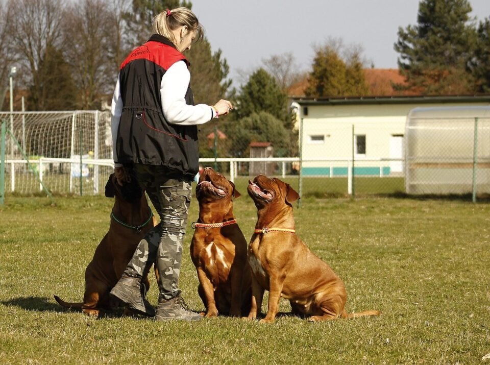 Dog Handling Jobs West London