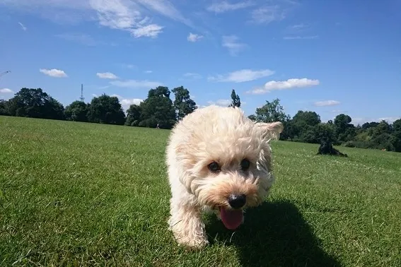 Dog Walking North London