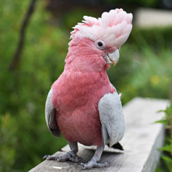 macaws for sale in Dallas