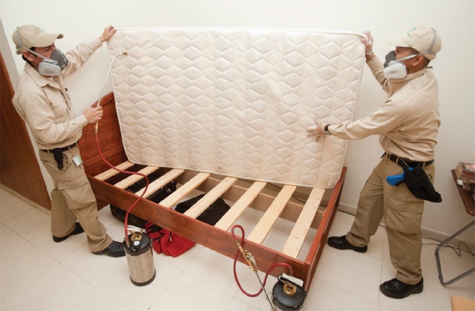 Effective Bed Bug Exterminator Services The Importance of Bed Bug Inspection