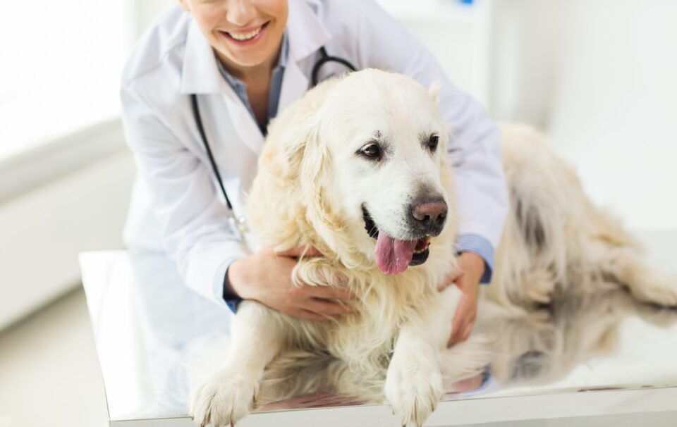 Dog Care Services in London Your Guide to Exceptional Care for Your Furry Friend