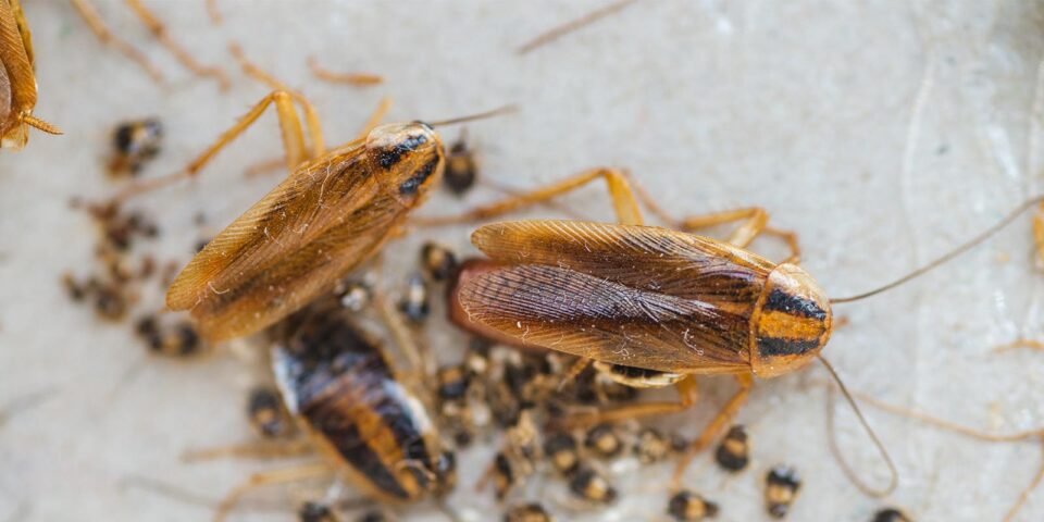 Effective Cockroach Termination Essential Tips and Methods to Eliminate Cockroaches from Your Home