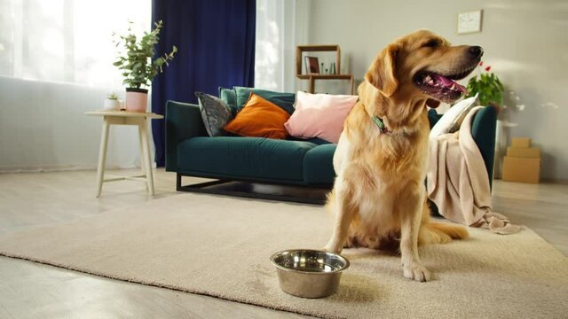 dog sitting in side the house