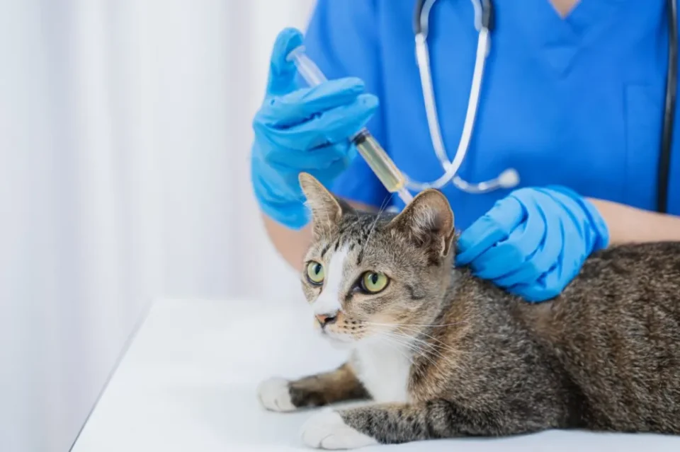 Vaccinations